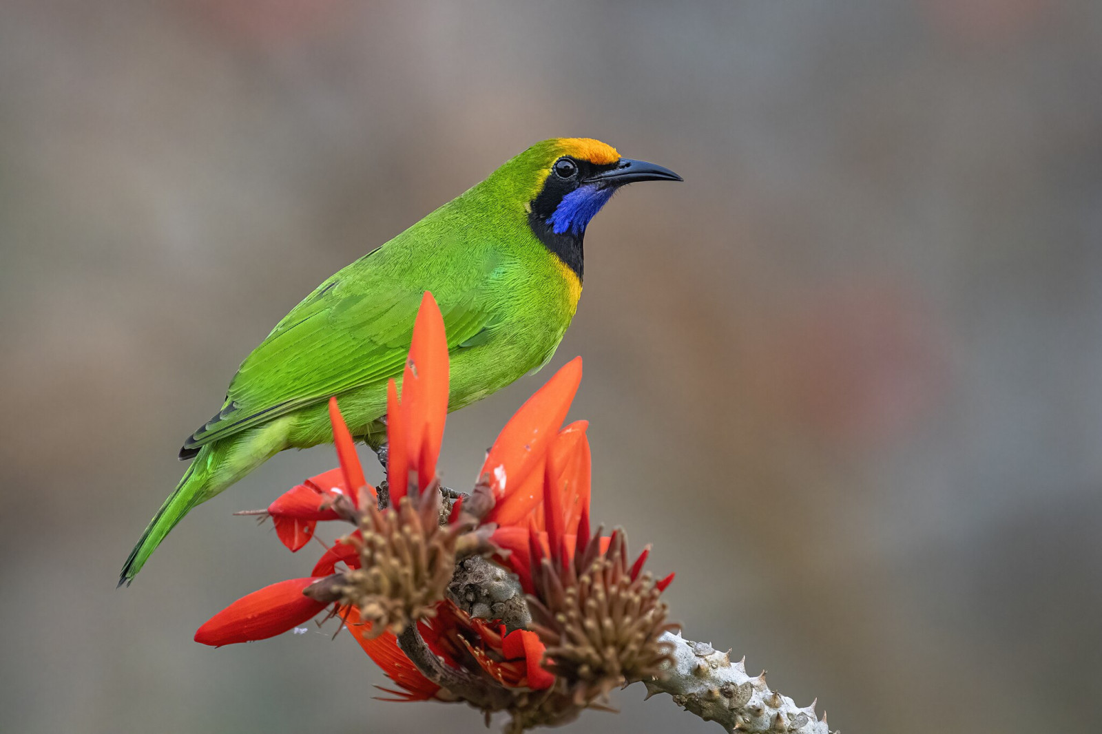 image Golden-fronted Leafbird